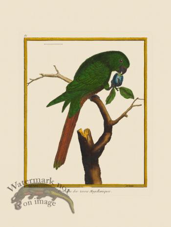 Martinet Bird 085
